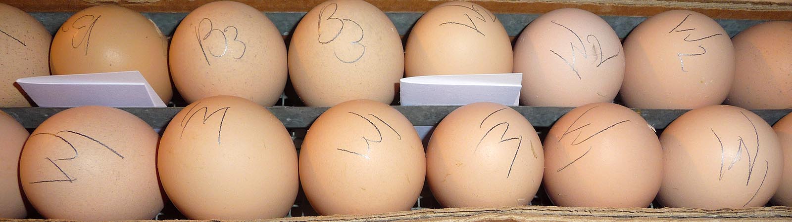 ondernemer rots hoofdzakelijk Eierbroederij Rietbergen – Vooor het uitbroeden van uw eieren